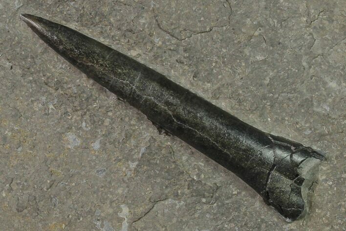 Pyritized Fossil Belemnite (Youngibelus) - Germany #170717